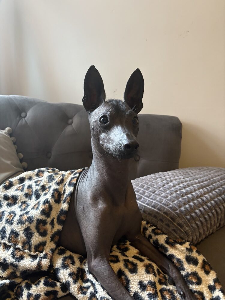 Perry